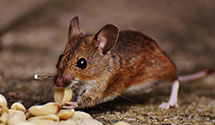 24 Hour & Emergency Exterminators in Dunning, ND